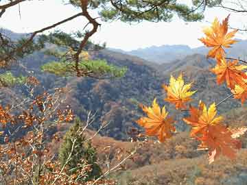 木家坝村委会最新天气预报